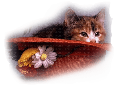 Kaz_Creations Cats Cat - Free PNG
