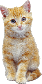 chat - δωρεάν png