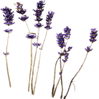 lavender - zdarma png