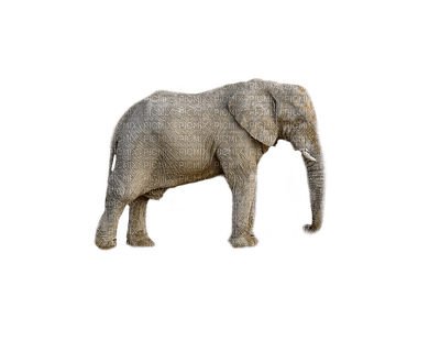 elephant elefantti wild animal villieläin - zdarma png