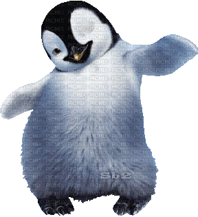 Penguin.Bird.pingouin.Victoriabea - GIF animé gratuit