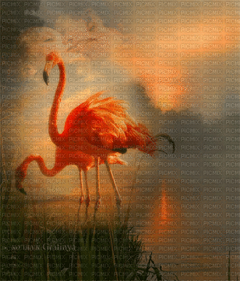 Flamingo bp - GIF animado gratis