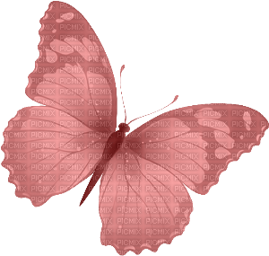 Schmetterling - png grátis