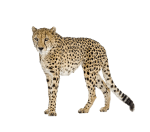 Kaz_Creations Cheetah - zadarmo png