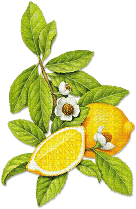 soave deco fruit lemon summer yellow green - gratis png