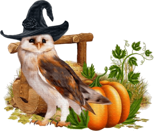 Halloween, Eule, Kürbis - png gratis