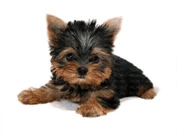 Kaz_Creations Dog Pup Dogs 🐶 - darmowe png