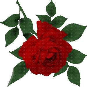 rose - Zdarma animovaný GIF
