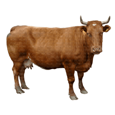 vaca - PNG gratuit
