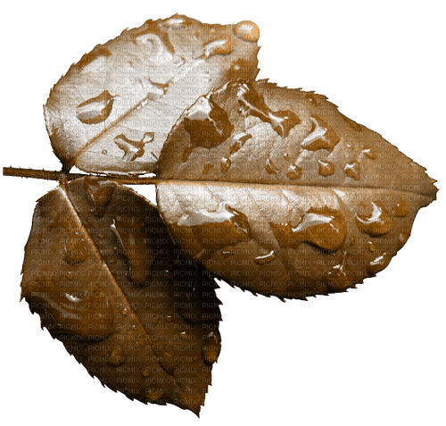 leaves blatt fall autumn feuille leaf - gratis png