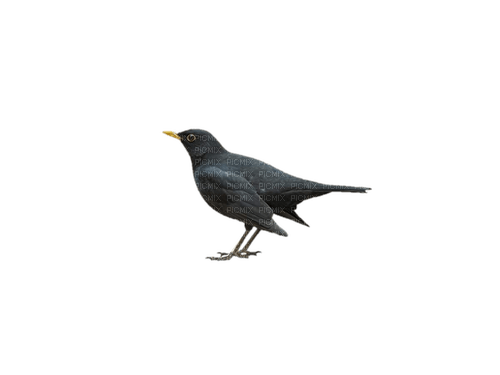 Black Bird (Amsel) - bezmaksas png