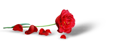 flowers anastasia - Free PNG