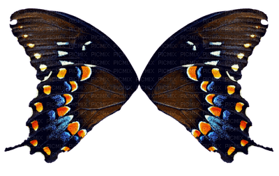 papillon Peladeya - 免费PNG