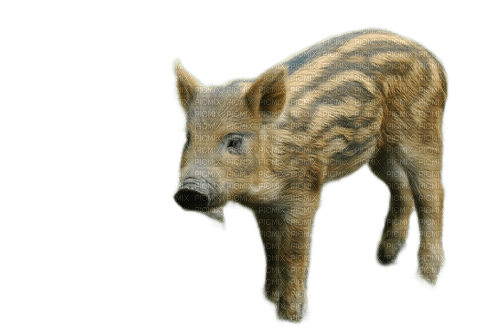 charmille _ animaux _ sauvages - zdarma png
