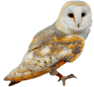 owl katrin - png grátis
