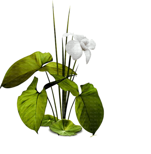 Una planta y flor blanca - 無料png