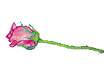 Rose cries love - Gratis geanimeerde GIF