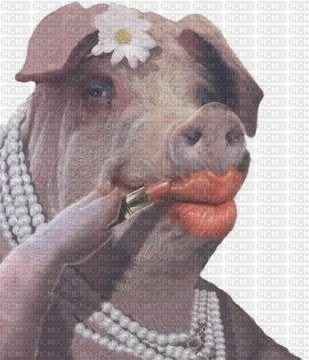 Schwein - zdarma png