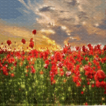 poppy field - Δωρεάν κινούμενο GIF