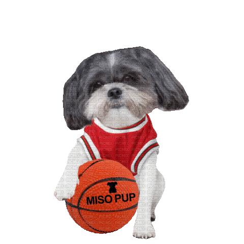 Dog with Basketball - Free animated GIF