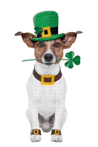 chien Saint-Patrick - png gratis