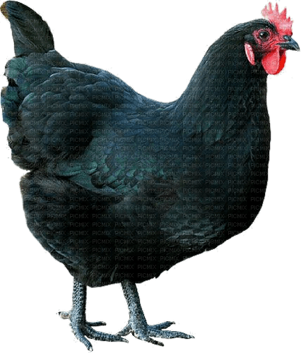 Huhn, schwarz - besplatni png