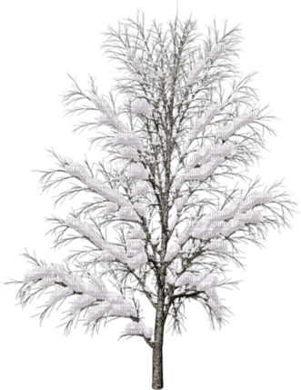 hiver arbre - PNG gratuit