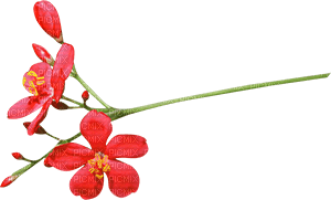 deco red flower - zdarma png
