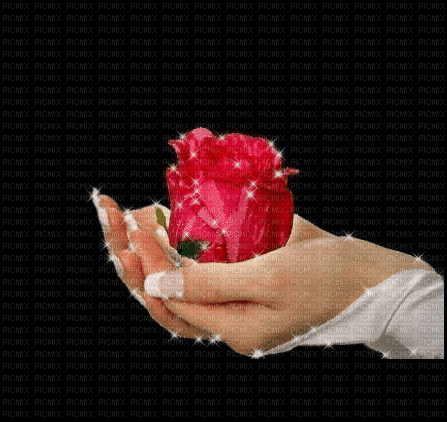 fond,gif,rose,red,fleur,Pelageya - Nemokamas animacinis gif