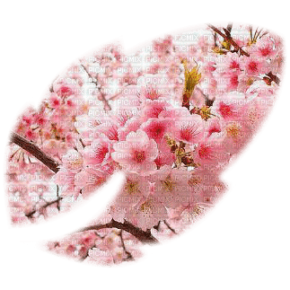 Sakura - Free PNG