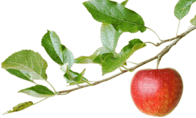 manzana - ücretsiz png