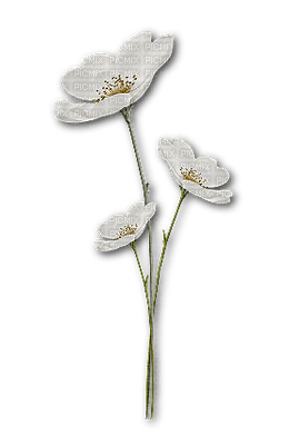 fleur blanche.Cheyenne63 - zdarma png