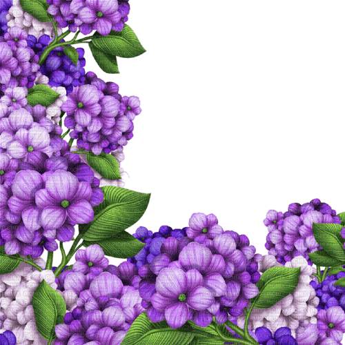 floral_border  Bb2 - 無料png