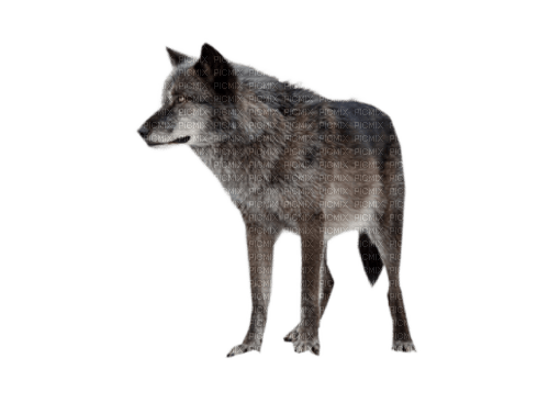 Волк - nemokama png
