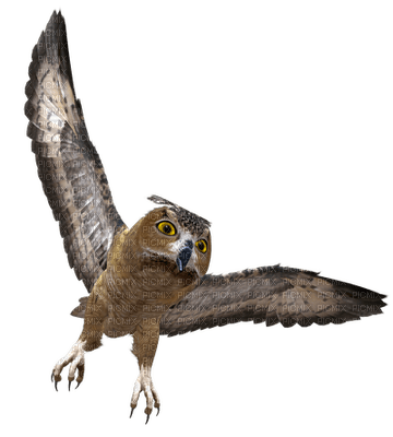 owl bp - PNG gratuit