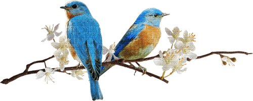dolceluna spring bird bird flower branch - безплатен png