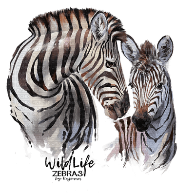 zebra bp - png gratis