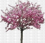 árbol color - png ฟรี