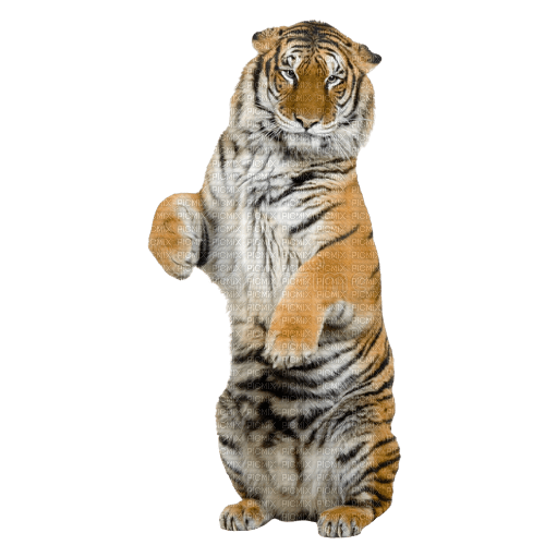 Tigre - besplatni png