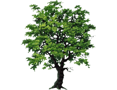 albero - ücretsiz png