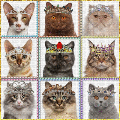 Princess Cats with Glitter Tiaras gif - Gratis geanimeerde GIF
