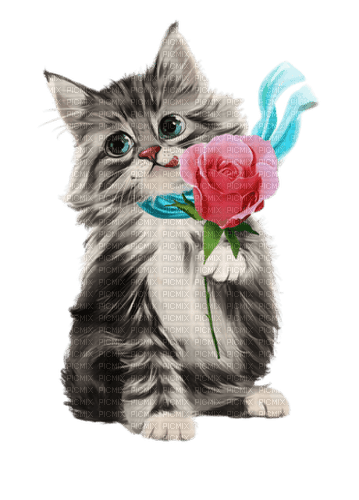 Gato con una rosa - ingyenes png