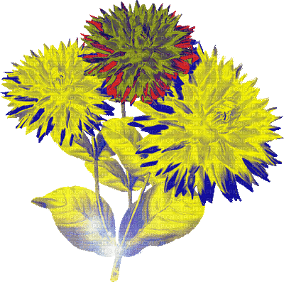 virág - GIF animado grátis