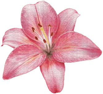 Flowers pink bp - бесплатно png