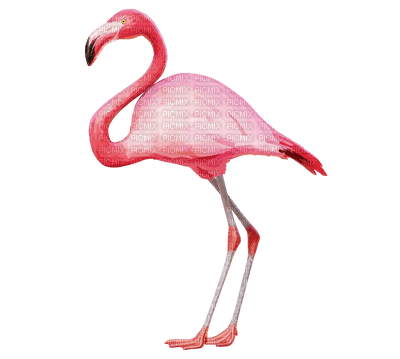 Kaz_Creations Flamingo - nemokama png