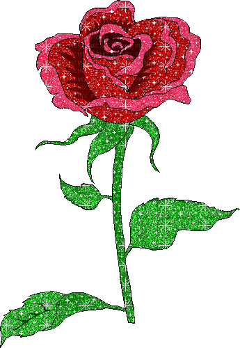 rose blooming gif