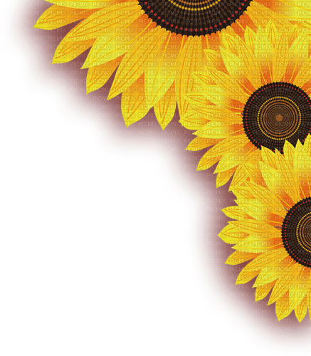 Sun Flower Frame - png ฟรี
