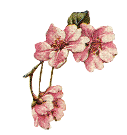 Vintage Blossom - kostenlos png