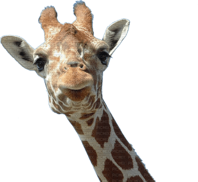 giraffe - zdarma png