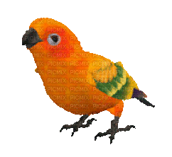parrot by nataliplus - Безплатен анимиран GIF